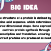 Gene Expression/Protein Synthesis - Image 3
